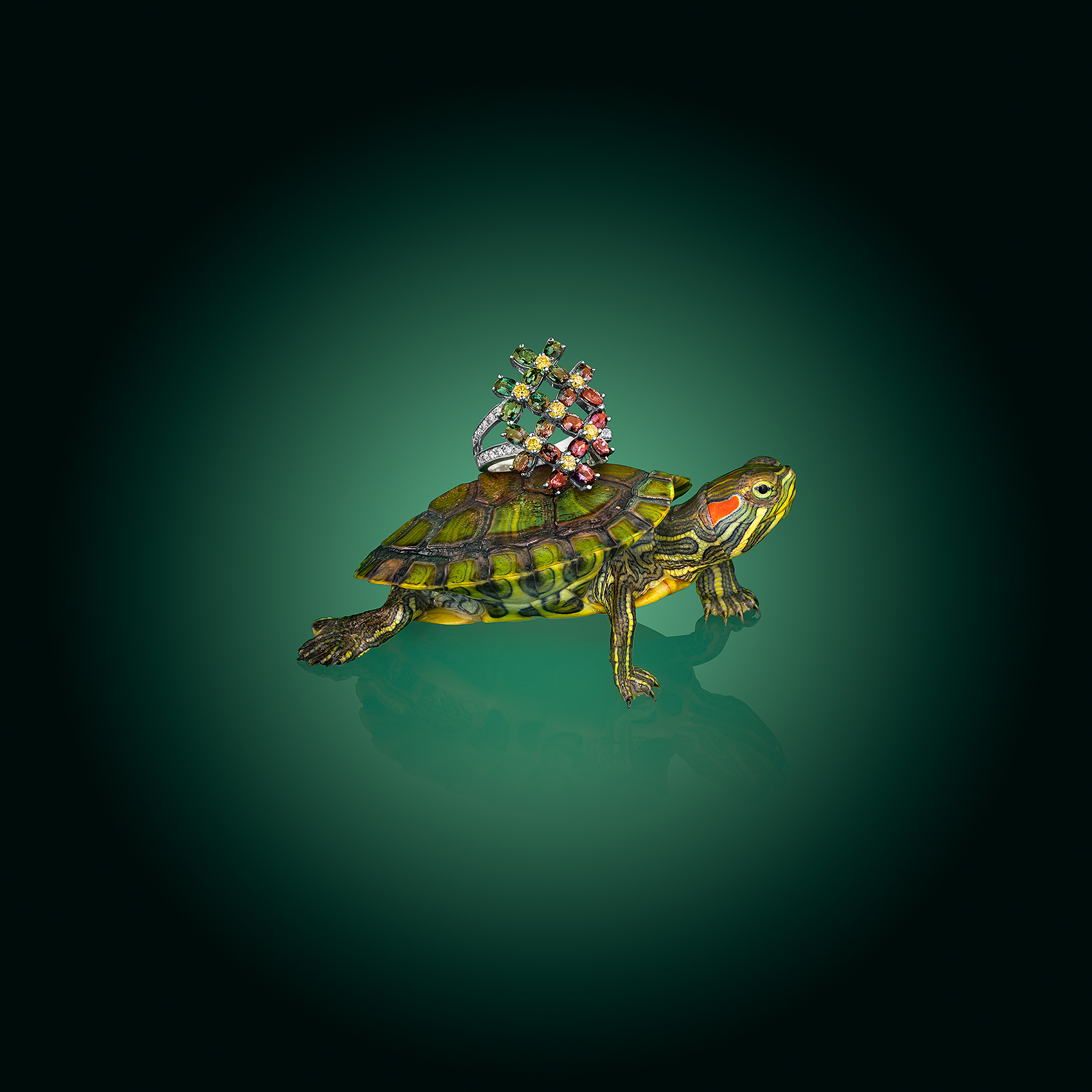 Ring on Turtle Back
